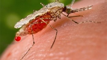 Вчені дослідили, чому комарі кусають деяких людей частіше за інших