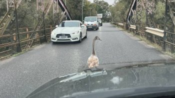 На Львівщині лебідь на годину ускладнив рух для машин мостом