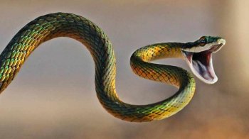 Через укус змії 41-річна жінка на Бродівщині потрапила до реанімації