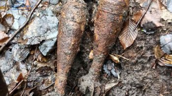 На Золочівщині під час прогулянки лісом знайшли застарілі боєприпаси (фото)