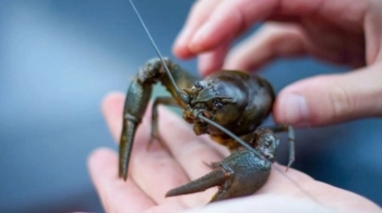 На Львівщині з середини серпня розпочинається заборона на вилов раків
