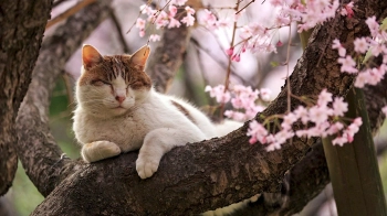 У Львові 16 квітня зафіксували рекордно високу температуру повітря