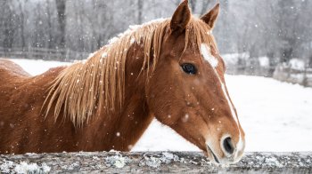 В Сокалі оштрафували чоловіка, який взимку утримував коней на пасовищі