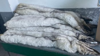 Мешканка Львівщини намагалася ввезти в Україну шкурки песця та техніку на пів мільйона гривень