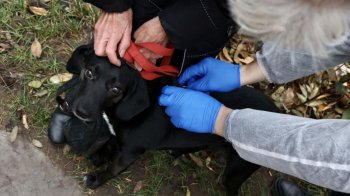 У Брюховичах безплатно вакцинуватимуть тварин від сказу