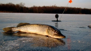На Львівщині триватиме заборона на вилов щуки: рибалок штрафуватимуть