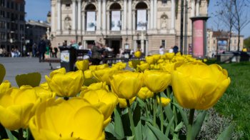 Подружжя експрацівників Львівської мерії заробляє на озелененні