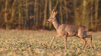 На Львівщині оштрафували водія мікроавтобуса, який збив козулю