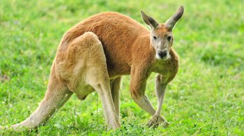 Ротвейлер захистив свою власницю від нападу кенгуру, який напав та розрізав жінці руку