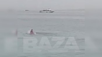 Акула вбила росіянина в Єгипті: українці відреагували мемами (фото, відео)