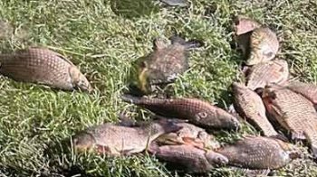 Двоє чоловіків на гумовому човні незаконно ловили рибу на Яворівщині