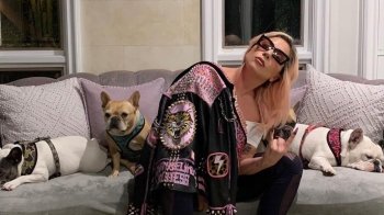 Чоловіка, який вкрав собак Леді Гаги, засудили до 21 року в'язниці: деталі