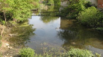 У річці поблизу Львова гине риба, ситуація критична