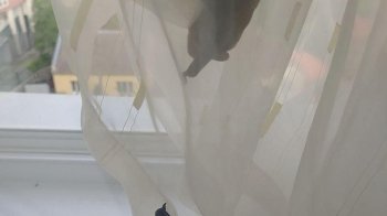 У квартирі львівської багатоповерхівки впіймали 15 кажанів (фото)