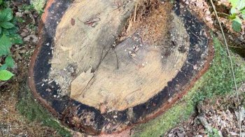 У Яворівському лісництві незаконно зрубали дерев на майже 2 млн грн