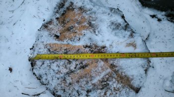 На Самбірщині чоловік незаконно зрубав дерева майже на пів мільйона гривень