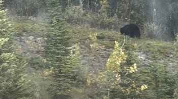 У Солонківській громаді помітили ведмедя, мешканців просять бути обережними