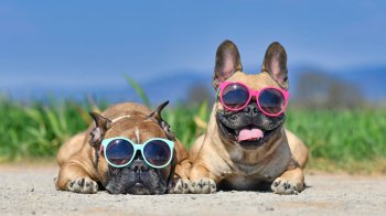 Як доглядати за тваринами у спеку: поради для власників чотирилапих