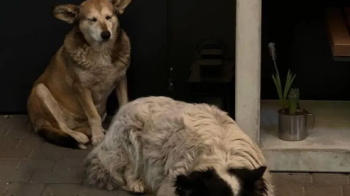 В Івано-Франківську водій переїхав собаку і відмовився його рятувати, бо він — «дворовий»