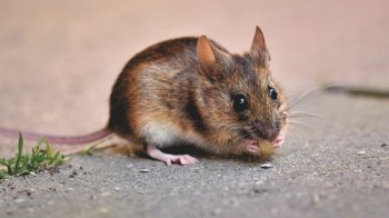 На Львівщині загинув 62-річний чоловік від лептоспірозу