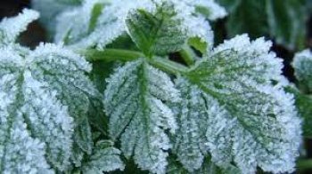 На Львівщині очікуються приморозки: прогноз погоди на 18 квітня