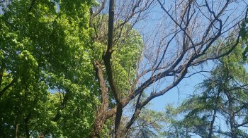 Людно та небезпечно: львів’янка просить прибрати сухостій на горі Страт