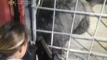 Голова застрягла в арматурі: на Золочівщині надзвичайники врятували собаку