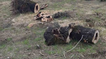 Незаконна рубка дерев на Яворівщині на кількасот тисяч