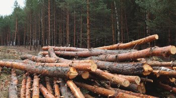 Суд стягнув з Радехівського лісгоспу 1,3 млн грн збитків на користь міської ради