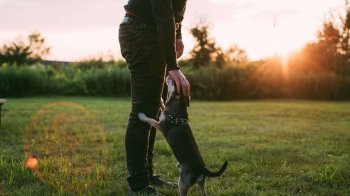 Як уберегти домашніх улюбленців від укусів кліщів: поради ветеринарів