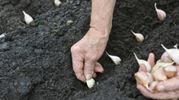 Дні для садіння озимого часнику в жовтні та листопаді 2024 року