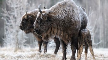 На Бродівщині у полі зі соєю помітили стадо червонокнижних зубрів