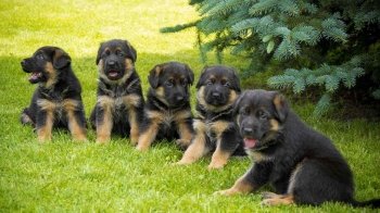 Люди в паніці: невідомий вірус вбиває цуценят у США