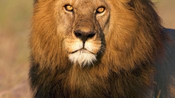 Вбили найвідомішого лева світу
