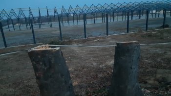 На Львівщині вздовж траси невідомі зрубали 43 клени