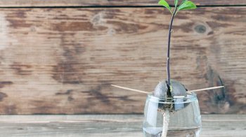 Авокадо проростає з кісточки