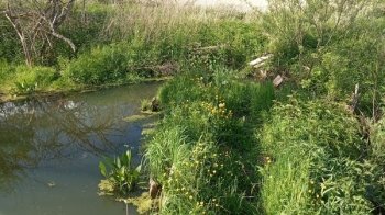 На Львівщині впорядкують одну з приток Західного Бугу