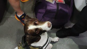 У потязі на кордоні службовий пес знайшов у львів’янина наркотики