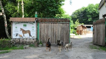 “Домівка врятованих тварин”