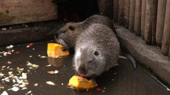 Львів’ян закликають приносити гарбузи до “Домівки врятованих тварин”