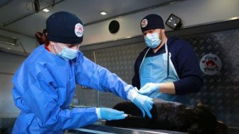 У Червонограді можна буде безкоштовно простерилізувати безпритульних тварин