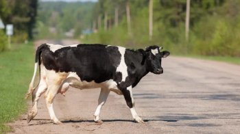 На Львівщині водія буса оштрафували за втечу після ДТП з коровою