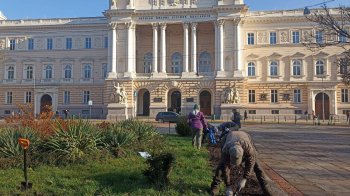 У Львові посадять понад 150 тис. тюльпанів з Нідерландів