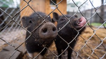 У Львівській психлікарні відкрили новий простір реабілітації