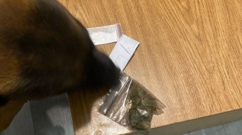 На Львівській митниці службовий собака виявив наркотики та зброю