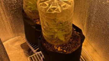 У Рівному мама повідомила на 19-річну доньку в поліцію, бо та вирощувала марихуану