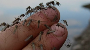 Захист від комах