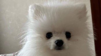 На Київщині власниця цуценяти віддала його на грумінг, а отримала назад труп