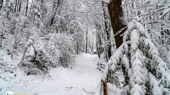 На Львівщині прогнозують сильні снігопади
