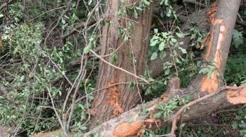 Заподіяли збитків на понад 277 тисяч грн: у львівському заповіднику пошкодили дерева